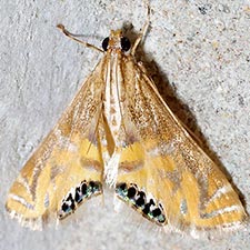 Petrophila daemonalis