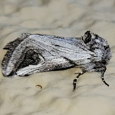 Policocnemis ungulatus