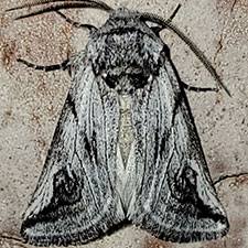 Policocnemis ungulatus
