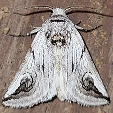 Policocnemis ungulatus