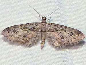 Eupithecia niphadophilata