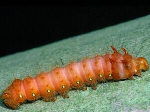 Eacles imperialis