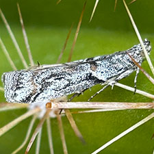 Olybria furciferella