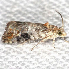 Paralobesia rougemontensis