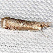 Microcrambus matheri