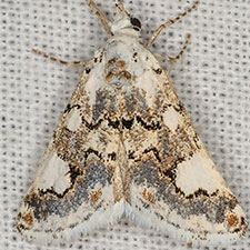 Tristyla alboplagiata