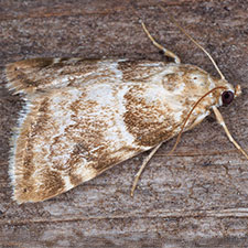 Hellula subbasalis