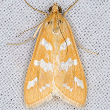 Diastictis albovittalis