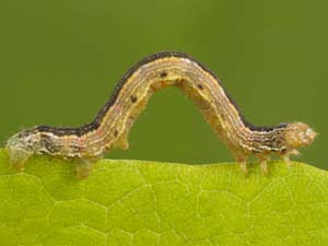 Alsophila pometaria