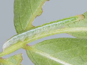 Anania plectilis