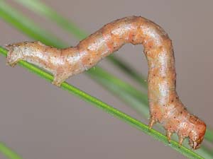 Iridopsis vellivolata