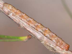 Iridopsis vellivolata