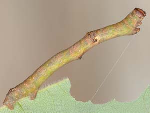 Iridopsis defectaria