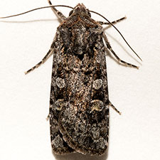 Euxoa cryptica