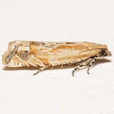 Eucosma stramineana