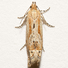 Eucosma stramineana