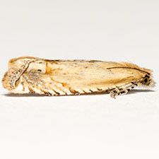 Eucosma stramineana