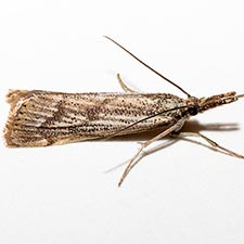 Agriphila undatus