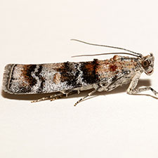 Dioryctria westerlandi
