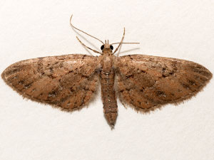 Eupithecia unicolor