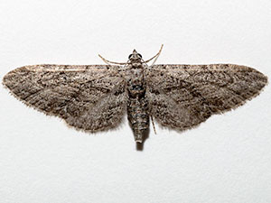 Eupithecia multistrigata