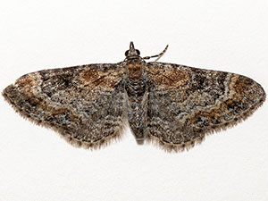 Eupithecia johnstoni