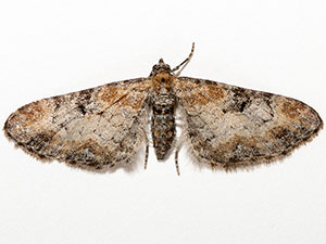 Eupithecia johnstoni