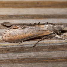 Cucullia omissa