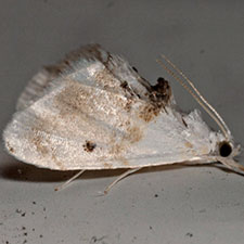 Lipocosma adelalis