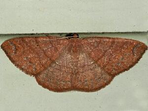 Pterospoda opuscularia