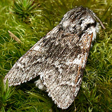 Acronicta dolli