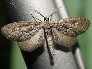 Glaucina denticularia