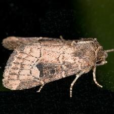 Anhimella contrahens