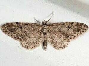 Eupithecia annulata