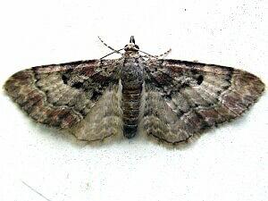Eupithecia mutata