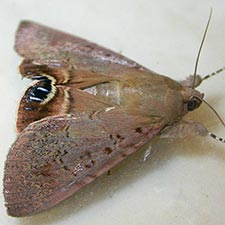Litoprosopus futilis