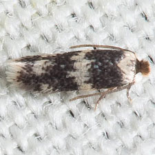 Acalyptris thoracealbella