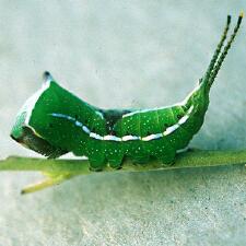 Cerura scitiscripta