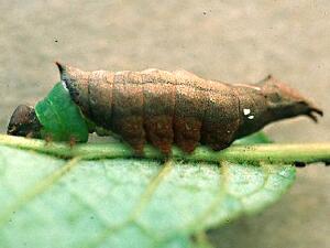 Schizura unicornis
