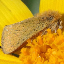 Chrysoecia ranunculi