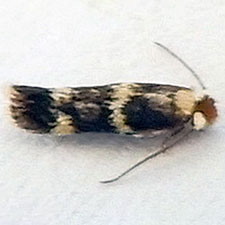 Etainia thoraceleuca