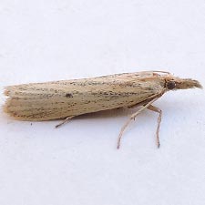 Coenochroa californiella
