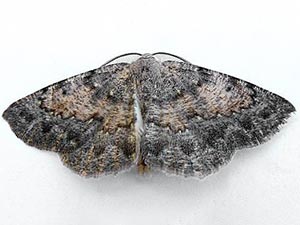 Somatolophia pallescens