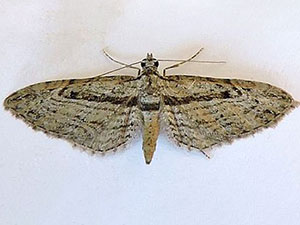 Eupithecia opinata