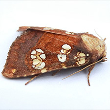 Papaipema amianthii