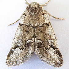 Gloanna grisescens