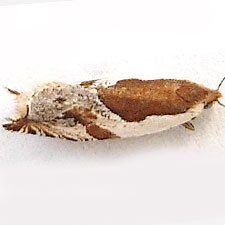 Ancylis columbiana