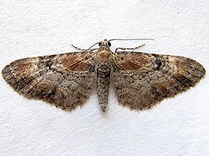 Eupithecia johnstoni