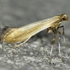 Caloptilia murtfeldtella
