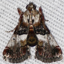 Cacozelia pemphusalis